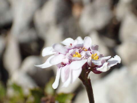 Imagem de Iberis linifolia subsp. linifolia