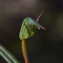 Image of Pterostylis cernua D. L. Jones, Molloy & M. A. Clem.