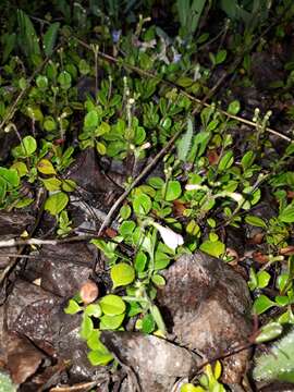 Image de Linnaea borealis var. longiflora Torr.