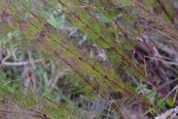 Image of Cosmos carvifolius Benth.