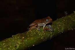 Image of Hyloscirtus antioquia Rivera-Correa & Faivovich 2013