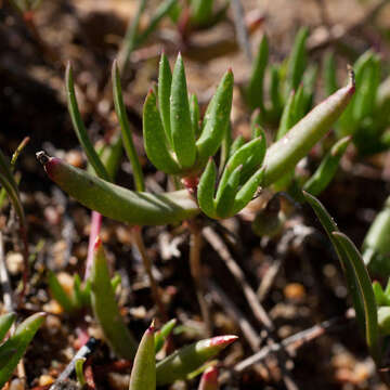 Image of Lampranthus filicaulis (Haw.) N. E. Br.