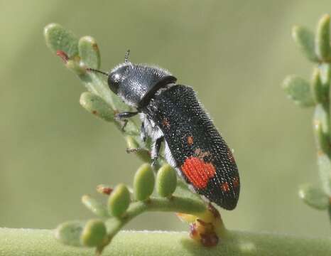 Image of Acmaeodera bivulnera Horn 1894