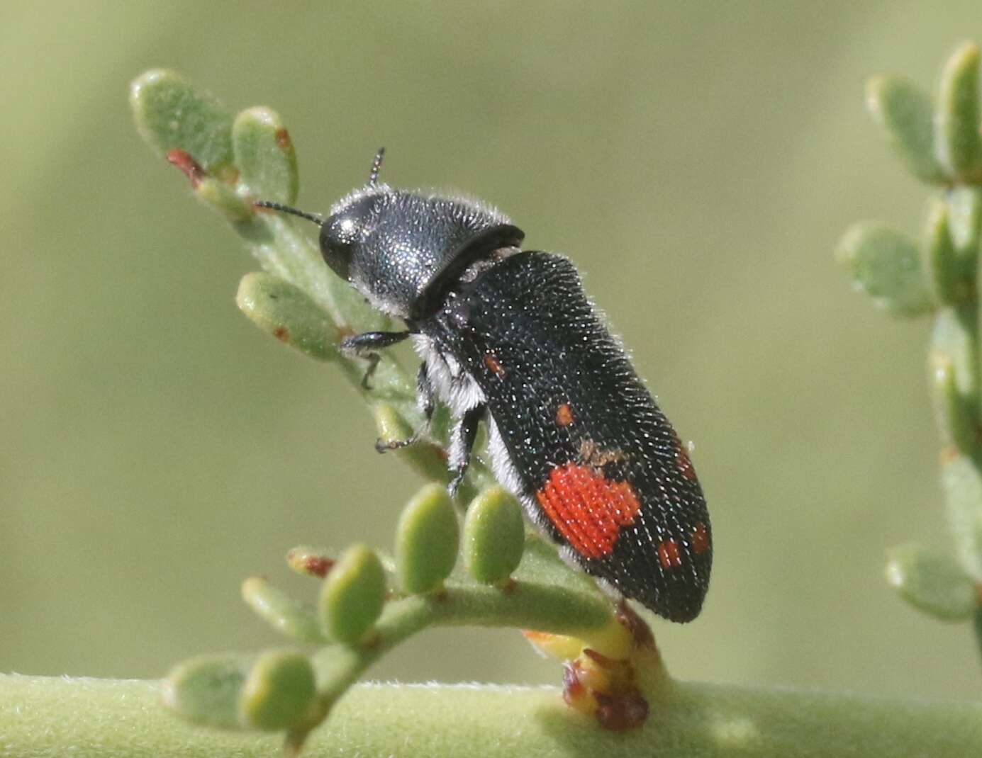 Imagem de Acmaeodera bivulnera Horn 1894