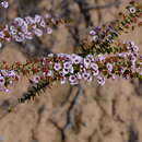 Image of Scholtzia uberiflora F. Müll.