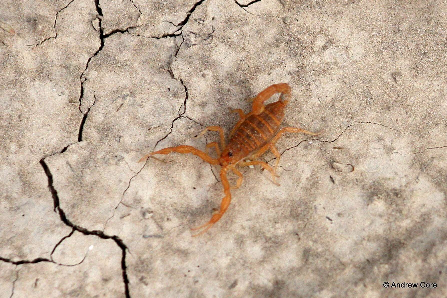 Image of Arizona Bark Scorpion