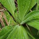 Imagem de Plantago australis subsp. australis