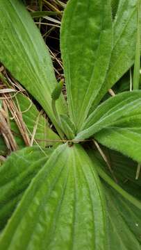 Imagem de Plantago australis subsp. australis