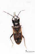 صورة Eremocoris fenestratus (Herrich-Schaeffer 1839)