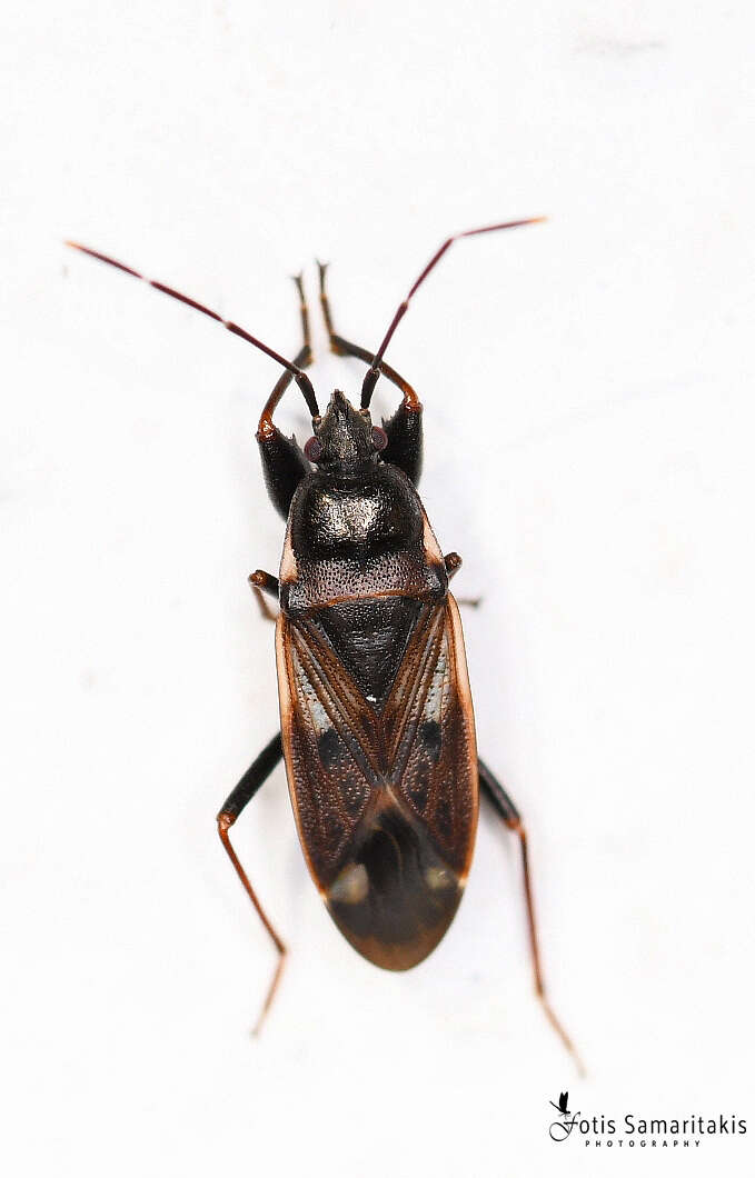 صورة Eremocoris fenestratus (Herrich-Schaeffer 1839)