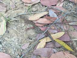 Image of Spotted Night Adder