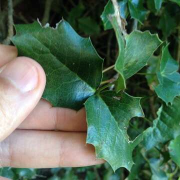 Image of Berberis alpina Zamudio