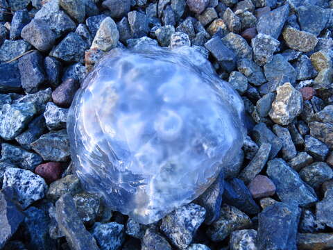 Image of Pacific moon jelly