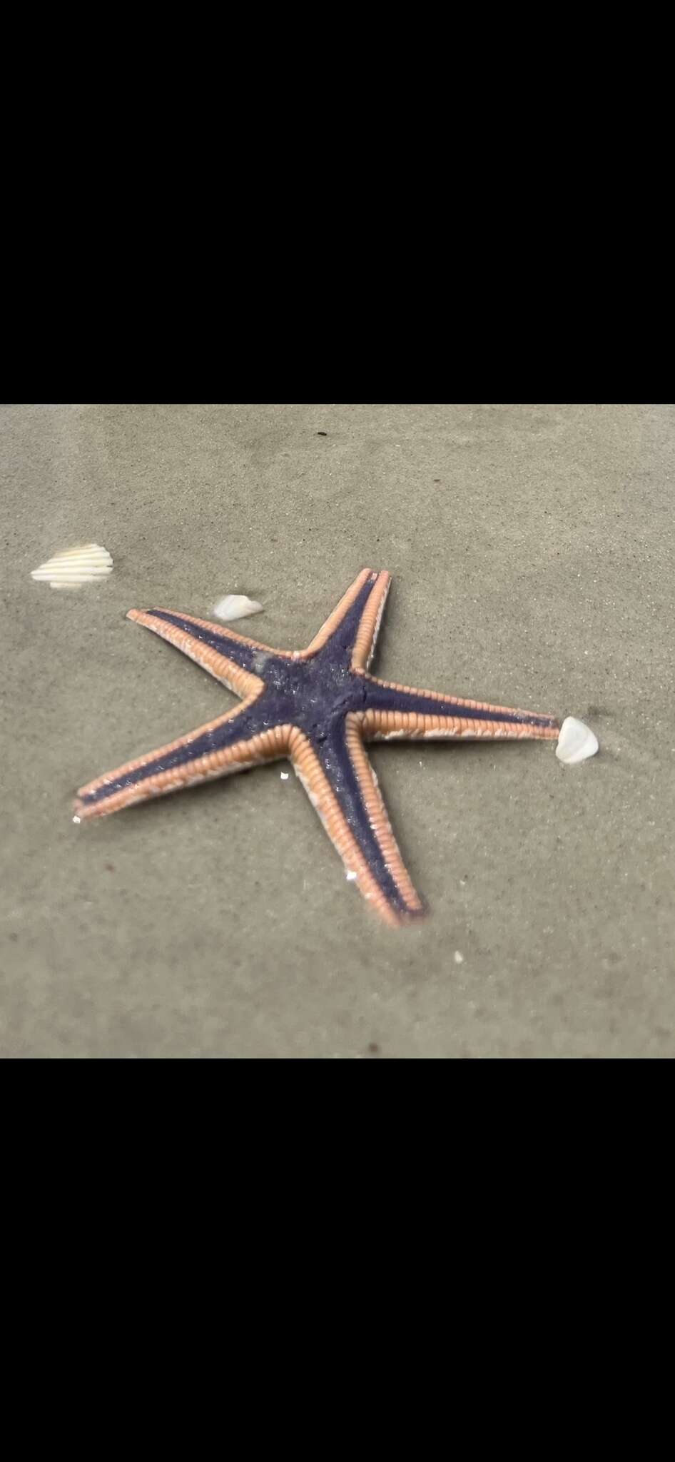 Image of Astropecten articulatus (Say 1825)