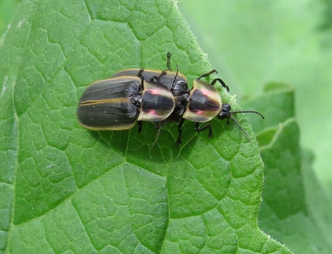 Слика од Pyractomena borealis (Randall 1828)