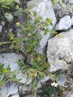 Image of velvet shrubverbena