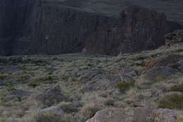 Image of Hewitt's Red Rock Hare