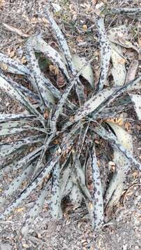 Image of mottled tuberose