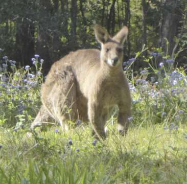 Image of kangaroo