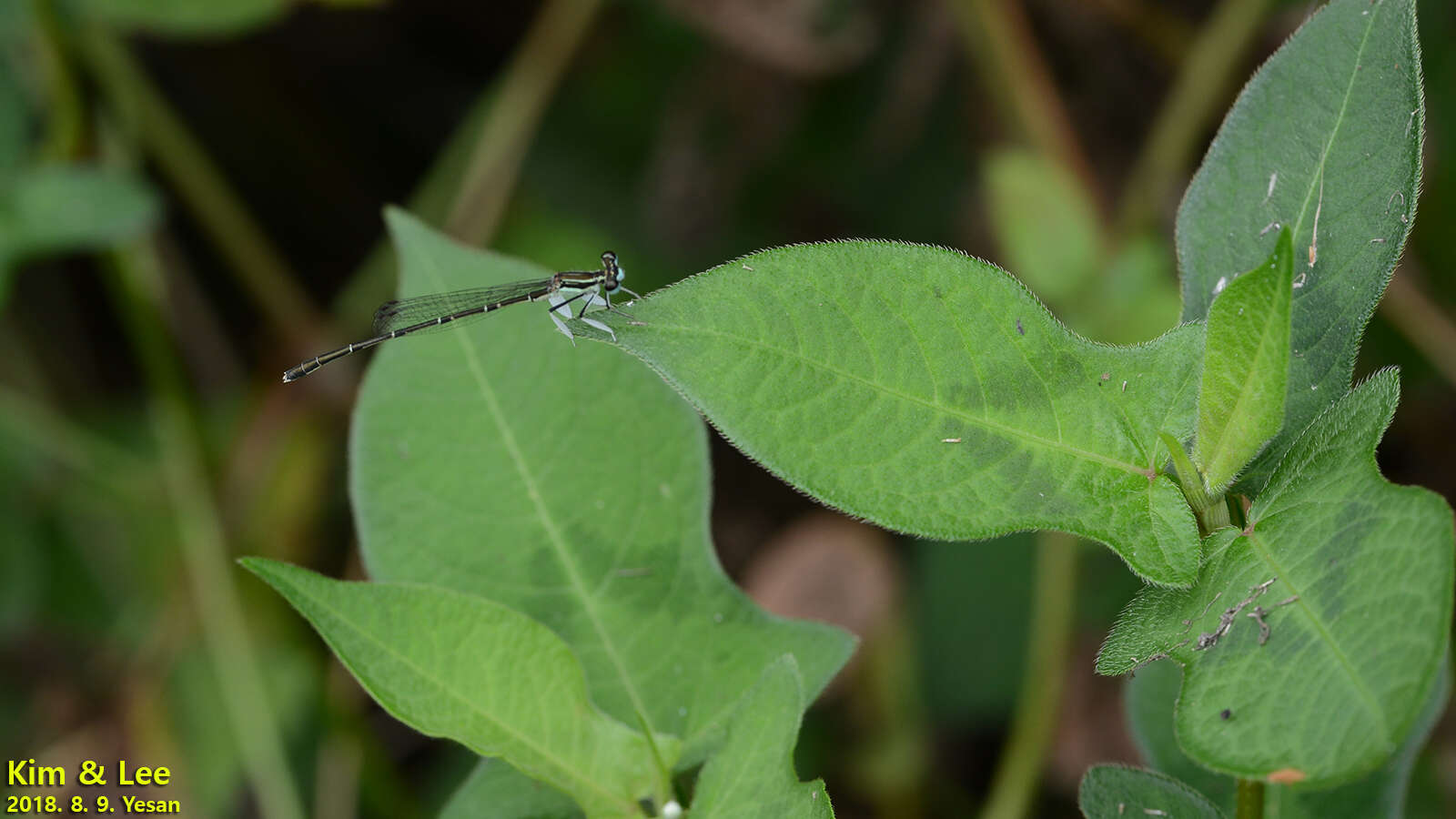 Image of Platycnemis phyllopoda Djakonov 1926