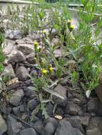 Plancia ëd Senecio dubitabilis C. Jeffrey & Y. L. Chen