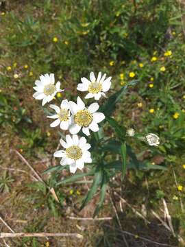 Sivun Achillea ptarmica subsp. macrocephala (Rupr.) Heimerl kuva