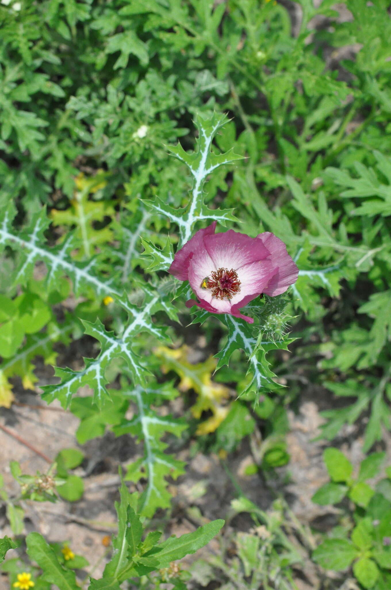 Image of red pricklypoppy