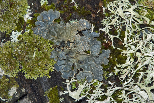 Image of lung lichen