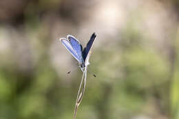 Image of Cupido comyntas sissona (W. G. Wright 1905)