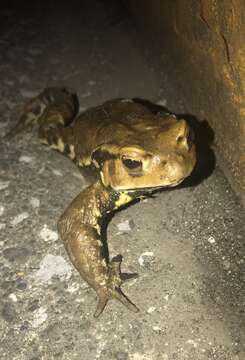 Sivun Bufo japonicus Temminck & Schlegel 1838 kuva