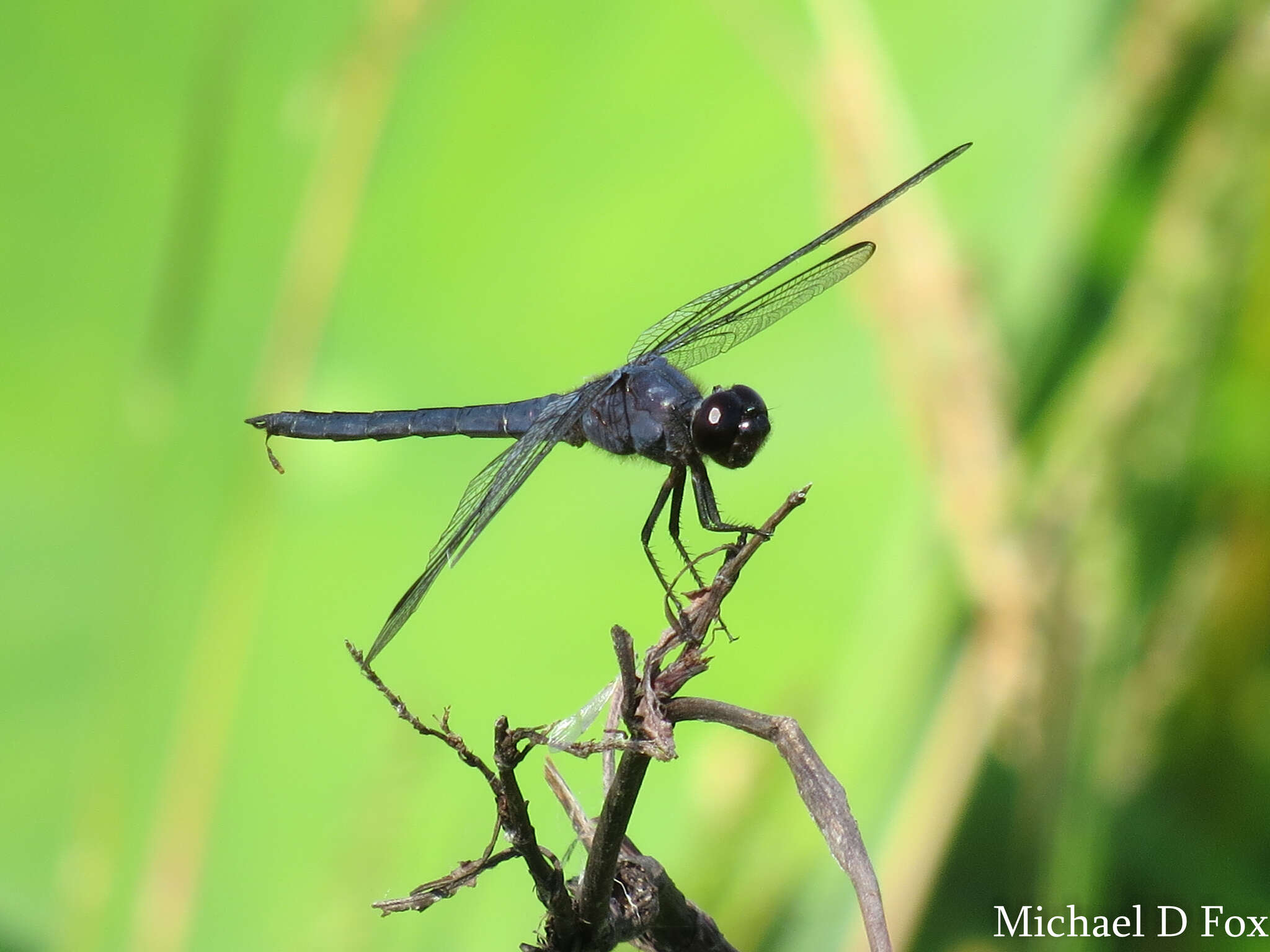 Libellula incesta Hagen 1861 resmi