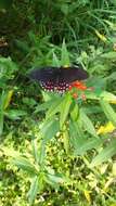 Image of Pink-spotted Swallowtail