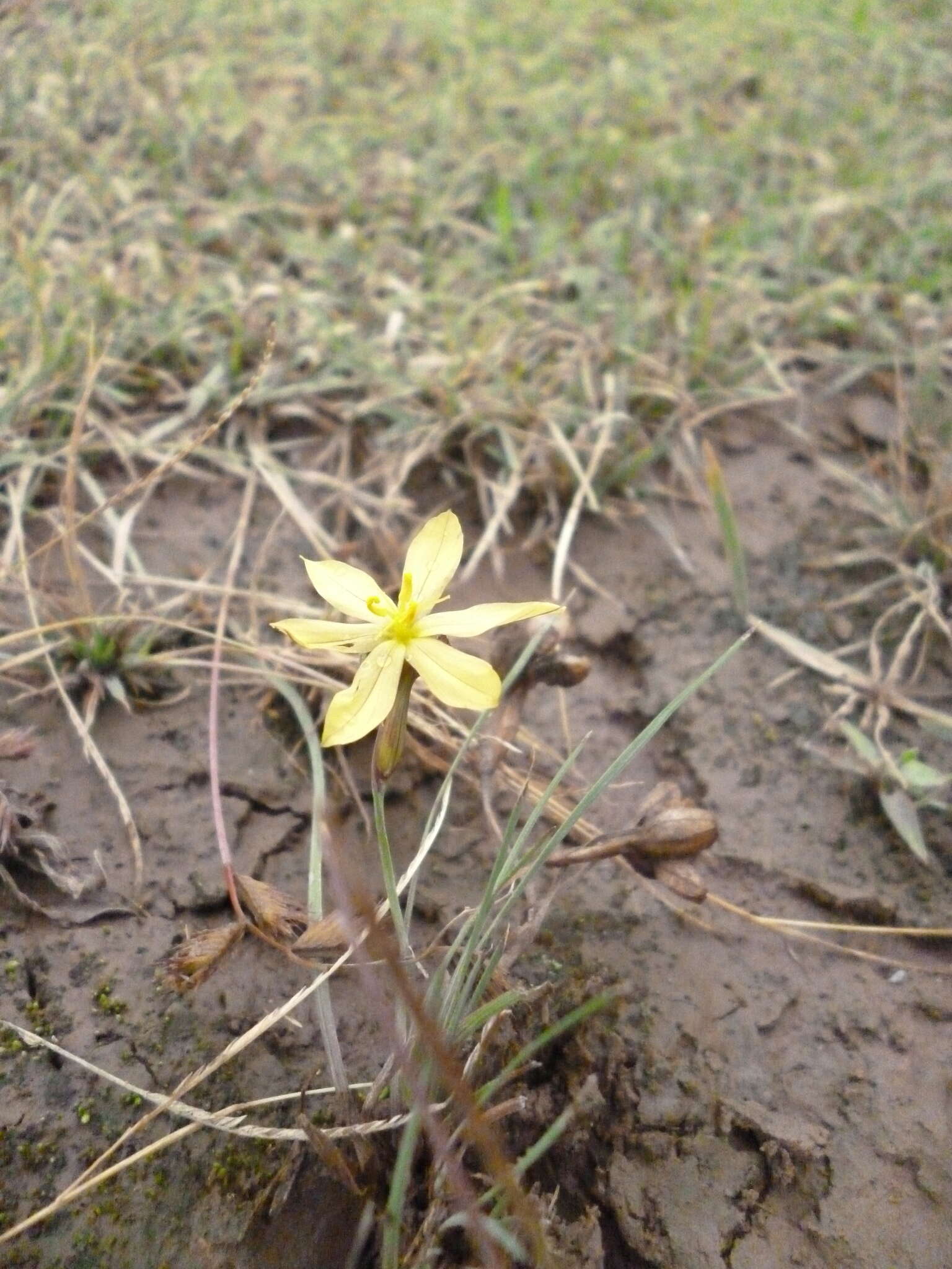 Image of Nodding Blue-Eyed-Grass