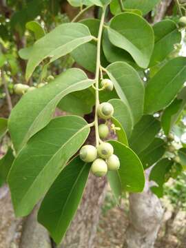 Image of Olax scandens Roxb.