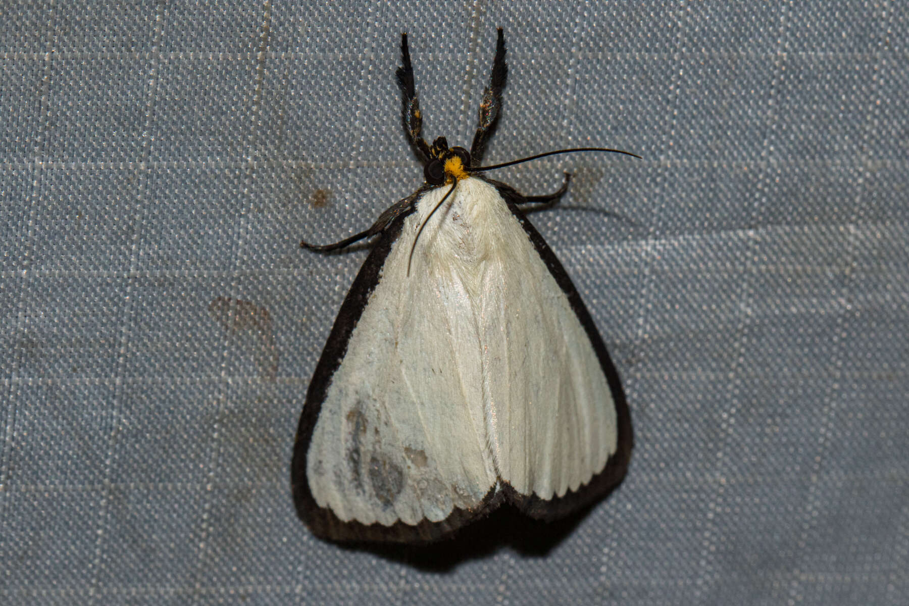 Image of Leucovis alba Rothschild 1897