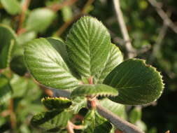 Image of island mountain mahogany