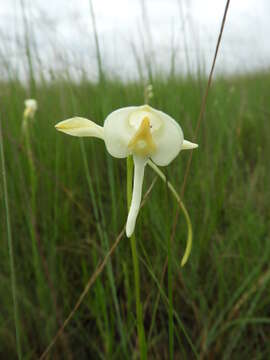 Image of Platycoryne macroceras Summerh.