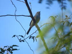 Image of White-crested Tyrannulet