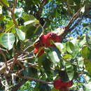 Sivun Syzygium suborbiculare (Benth.) T. G. Hartley & Perry kuva