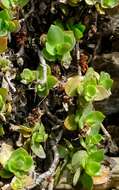 Image of Crassula lactea