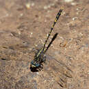 Image of Austrogomphus collaris Hagen ex Selys 1854