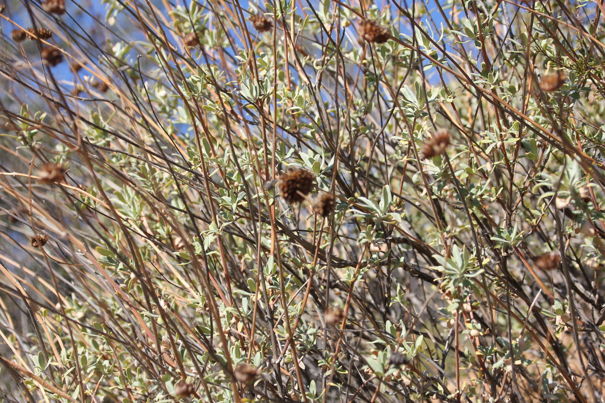 Image of fragrant sage