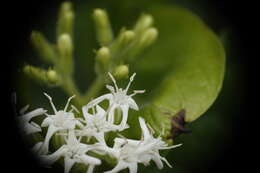 Image of Ehretia resinosa Hance