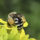 Image of Calliopsis personata Cockerell 1897