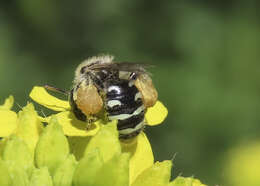 Image of Calliopsis personata Cockerell 1897