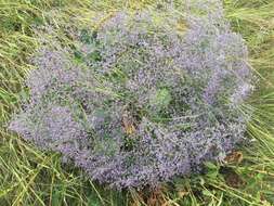 Imagem de Limonium gerberi A. Soldano