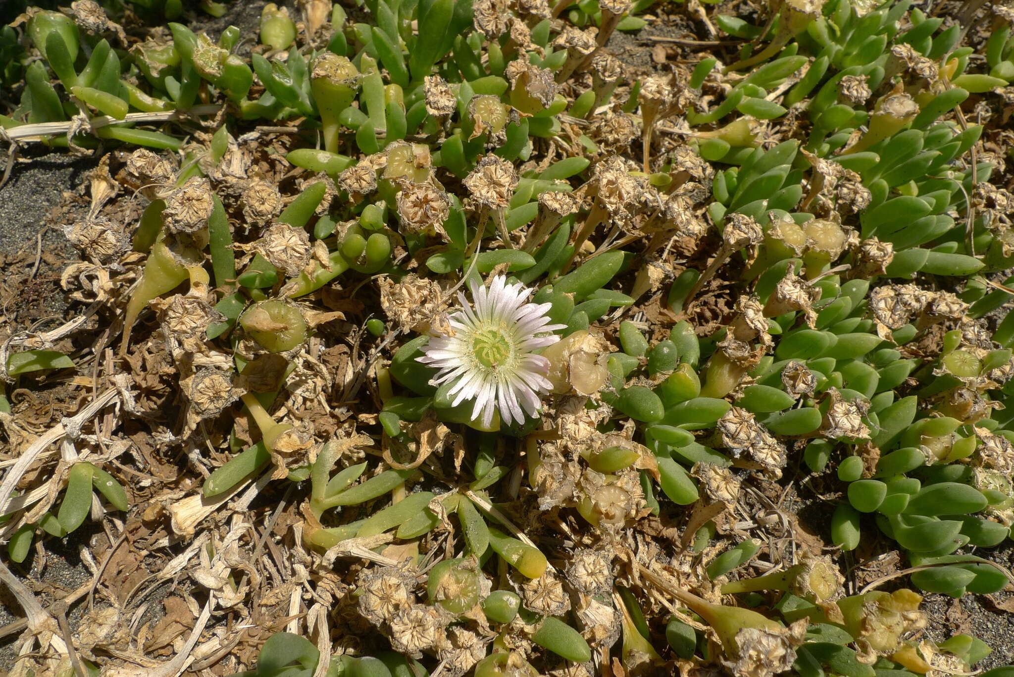 Image of Disphyma australe subsp. australe