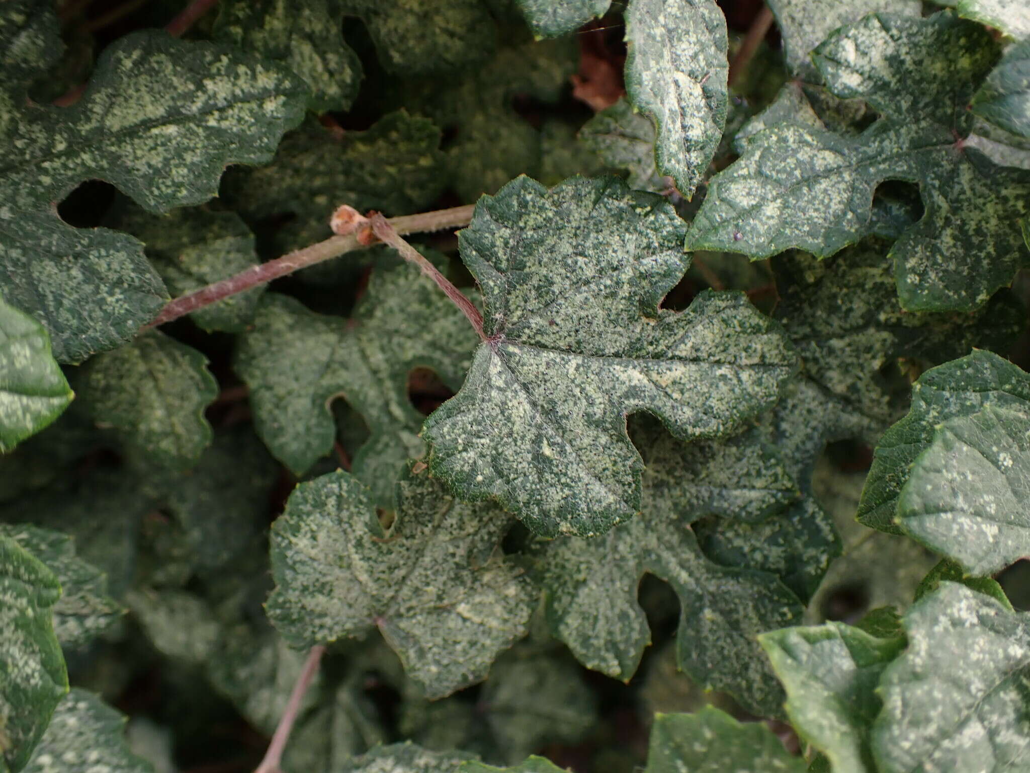 Image of Vitis ficifolia Bunge