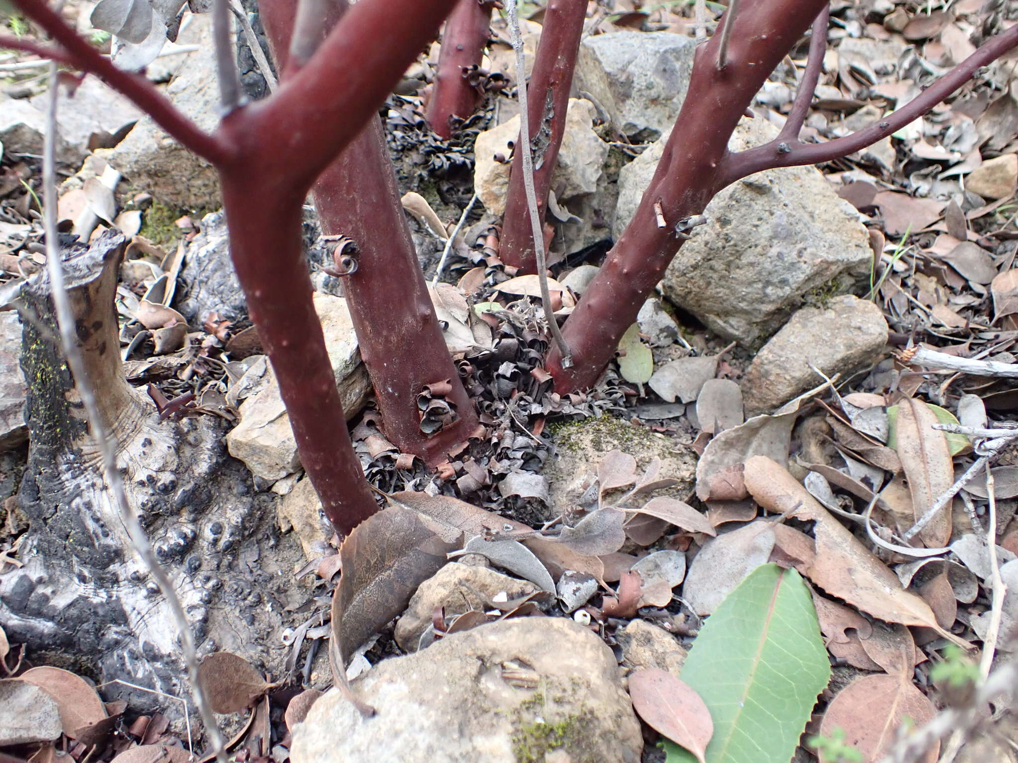 Image of Moran's manzanita