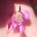 Image of Indigofera filifolia Thunb.